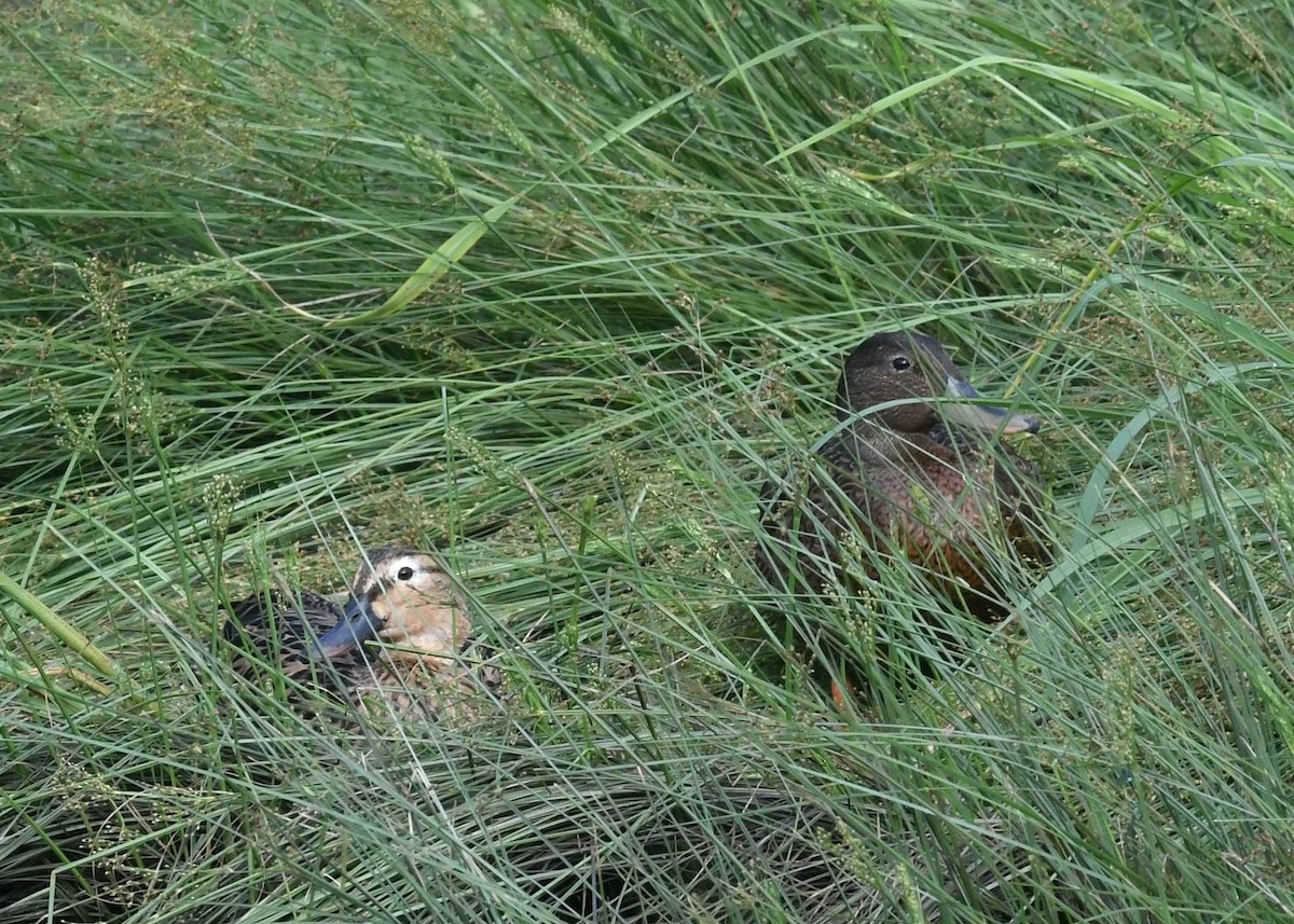 Hawaiian Duck - ML646495456