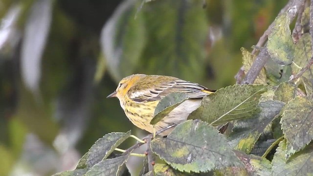 Cape May Warbler - ML646495458