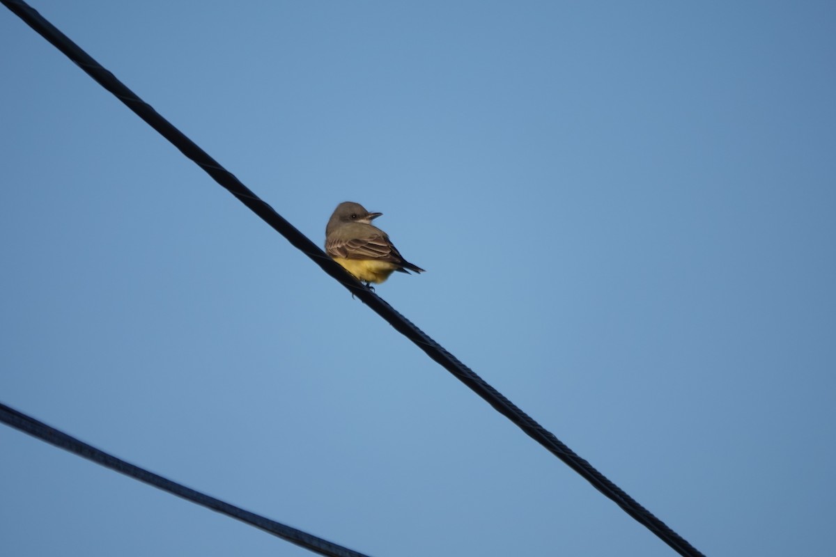 Cassin's Kingbird - ML646495461