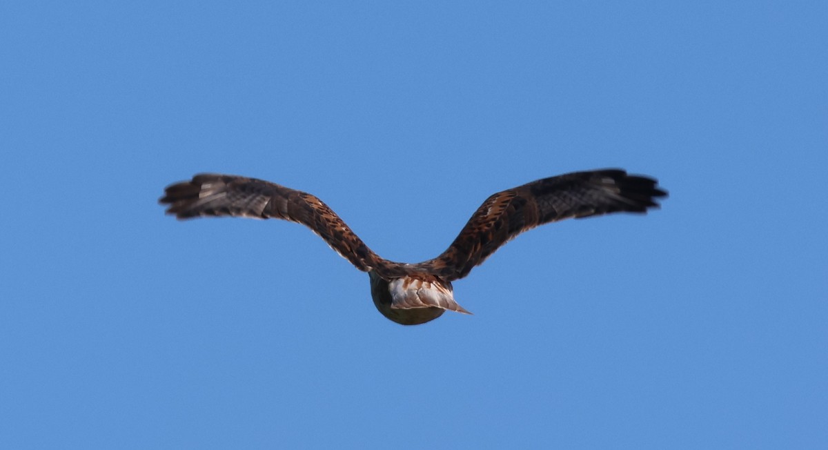 Ferruginous Hawk - ML646495462