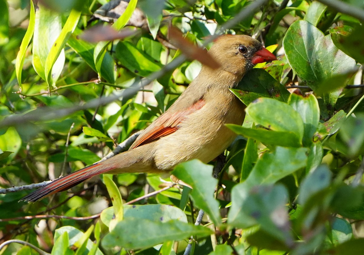 Cardinal rouge - ML646495464