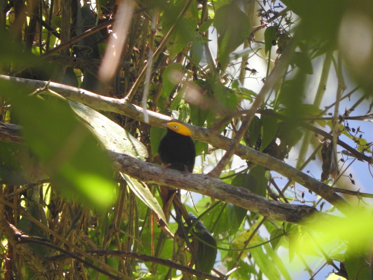 Golden-headed Manakin - ML646495465