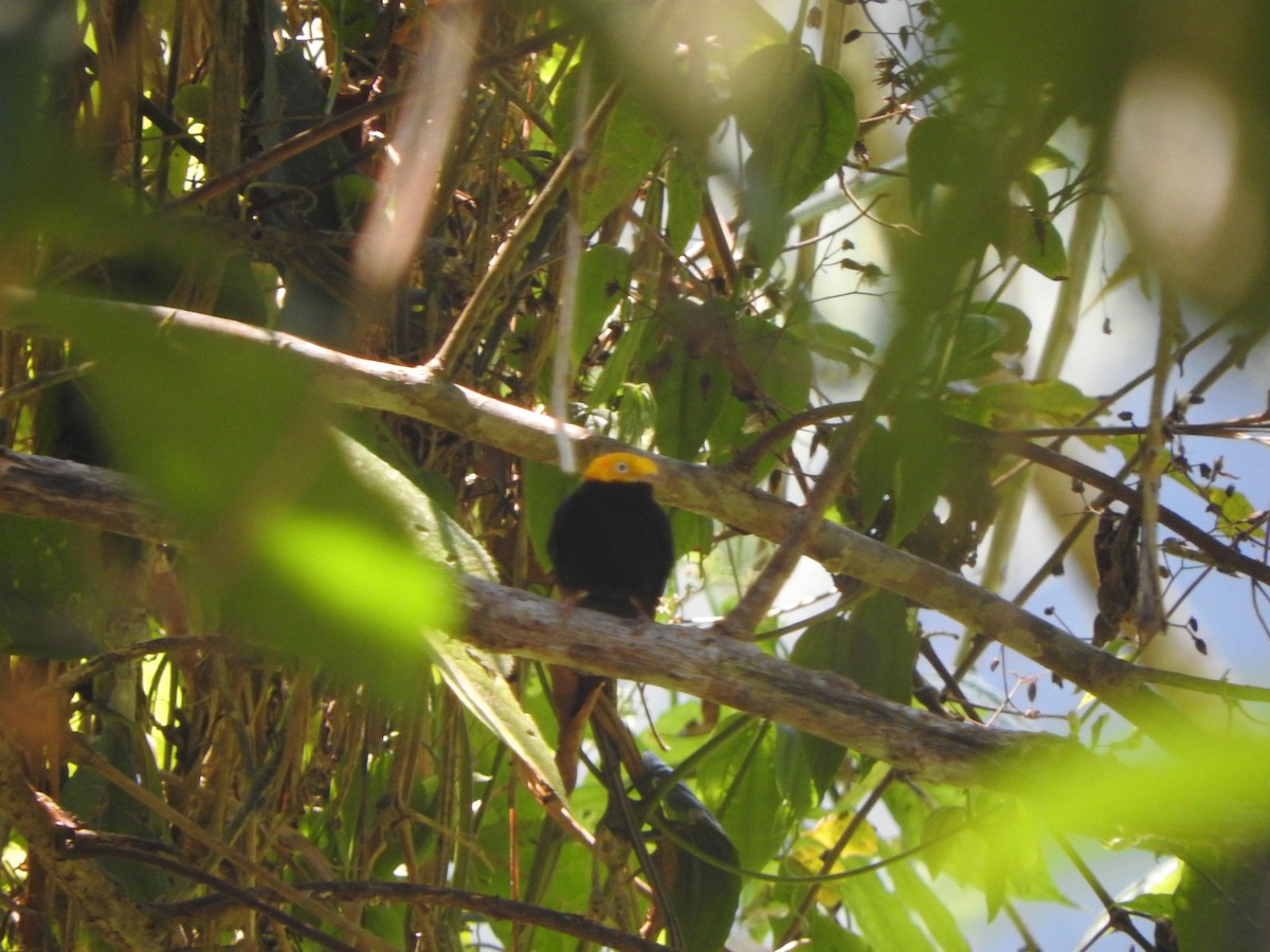 Golden-headed Manakin - ML646495466