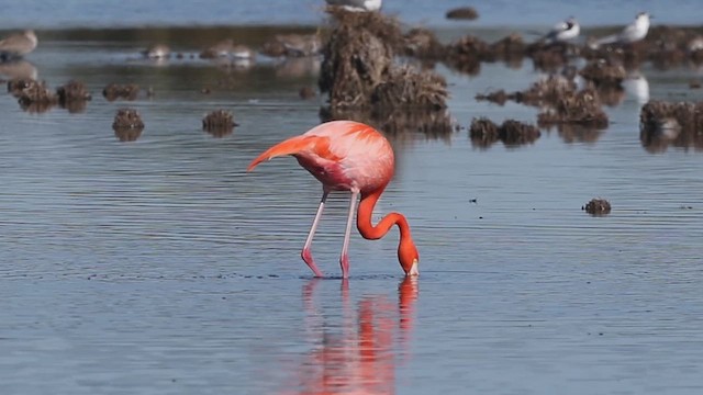 Flamenco Rojo - ML646495469