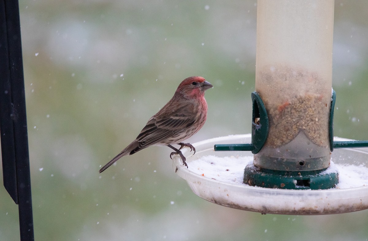 House Finch - ML646495471