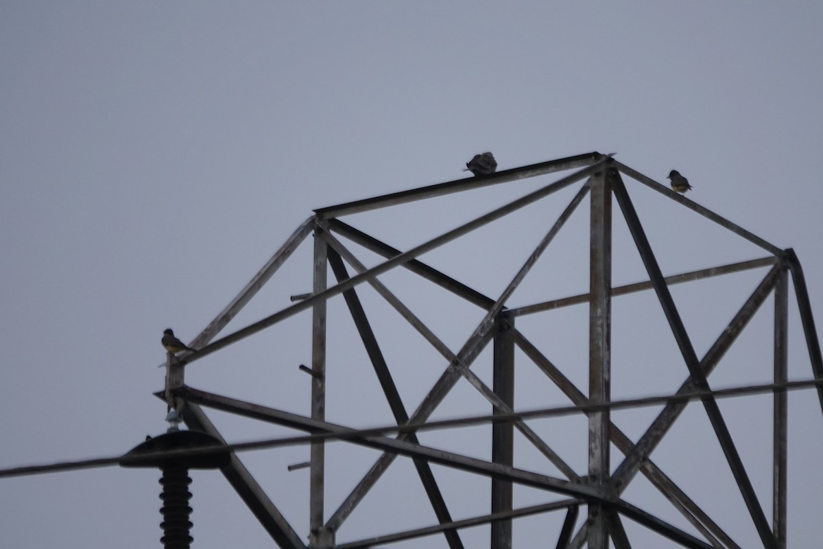 Cassin's Kingbird - ML646495472