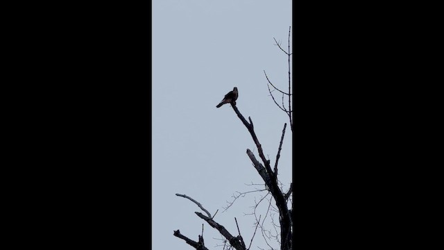 Esmerejón - ML646495473