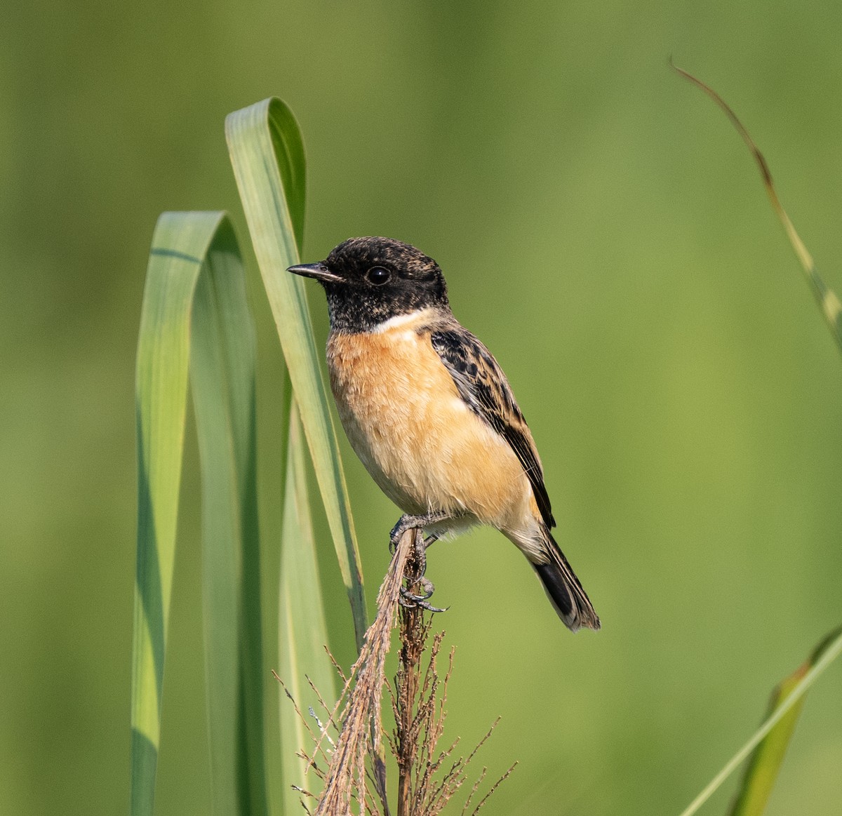 Siberian Stonechat - ML646495478