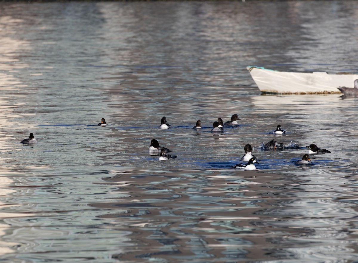 Barrow's Goldeneye - ML646495480