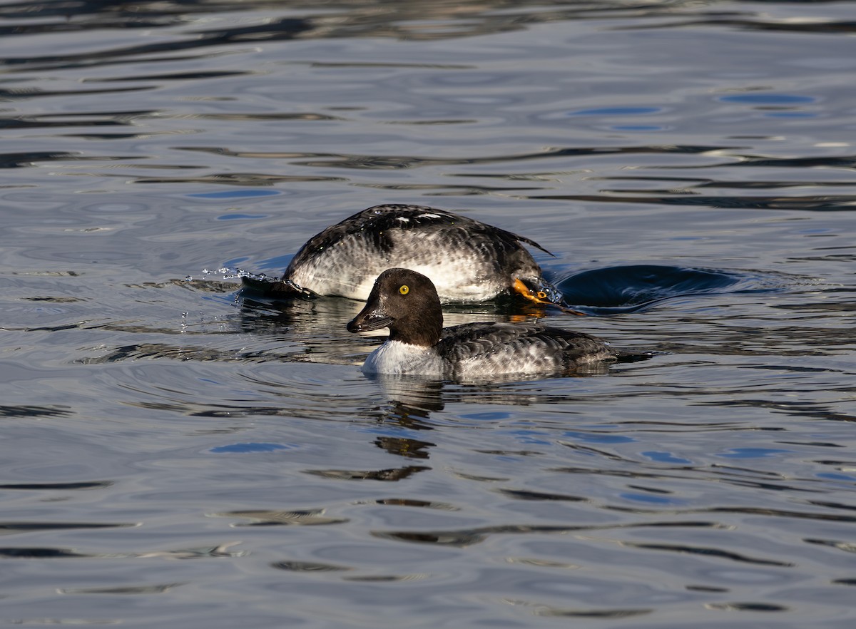 Barrow's Goldeneye - ML646495481