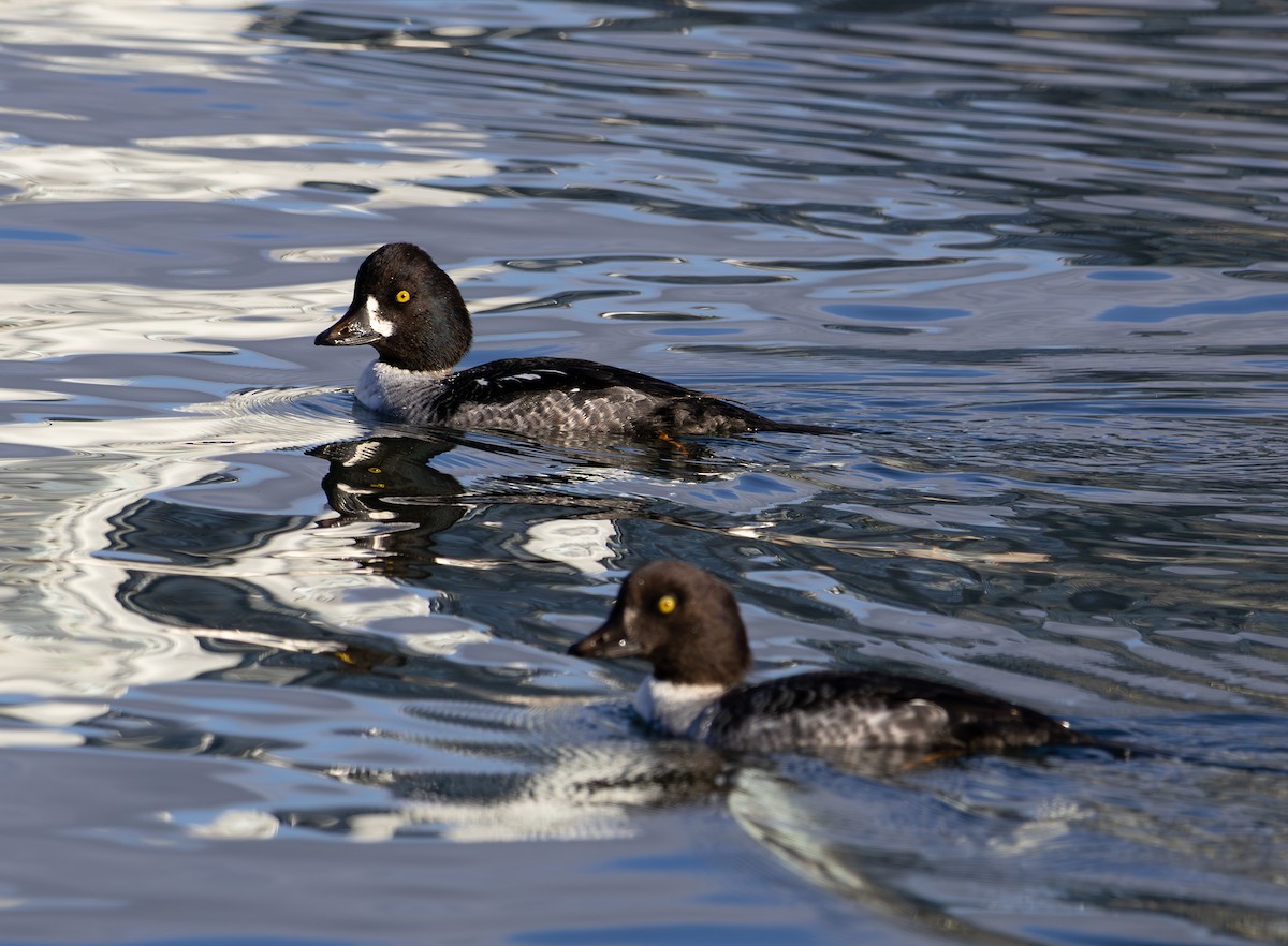 Barrow's Goldeneye - ML646495482