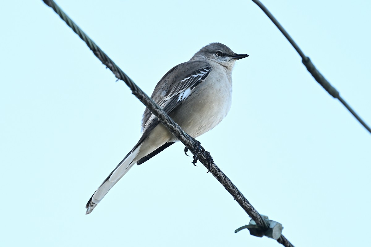 Northern Mockingbird - ML646495483
