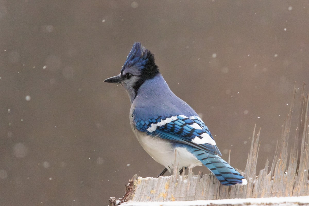 Blue Jay - ML646495484