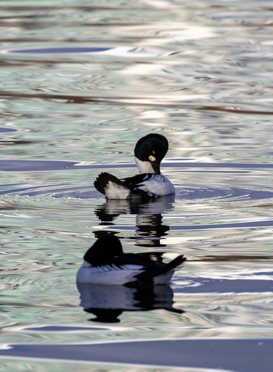 Common Goldeneye - ML646495485