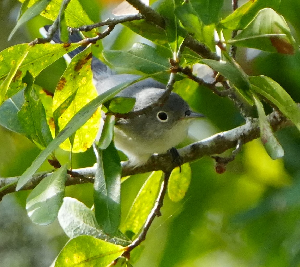 Комароловка сиза - ML646495487