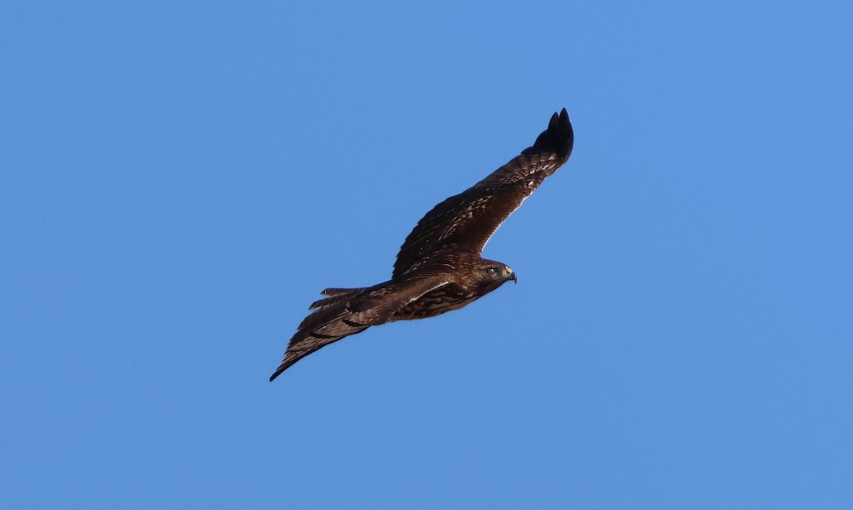 Red-tailed Hawk - ML646495489