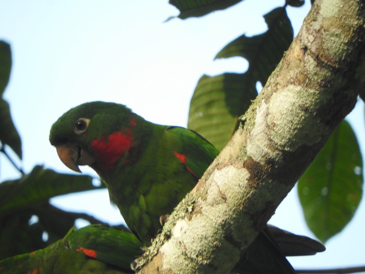 White-eyed Parakeet - ML646495491