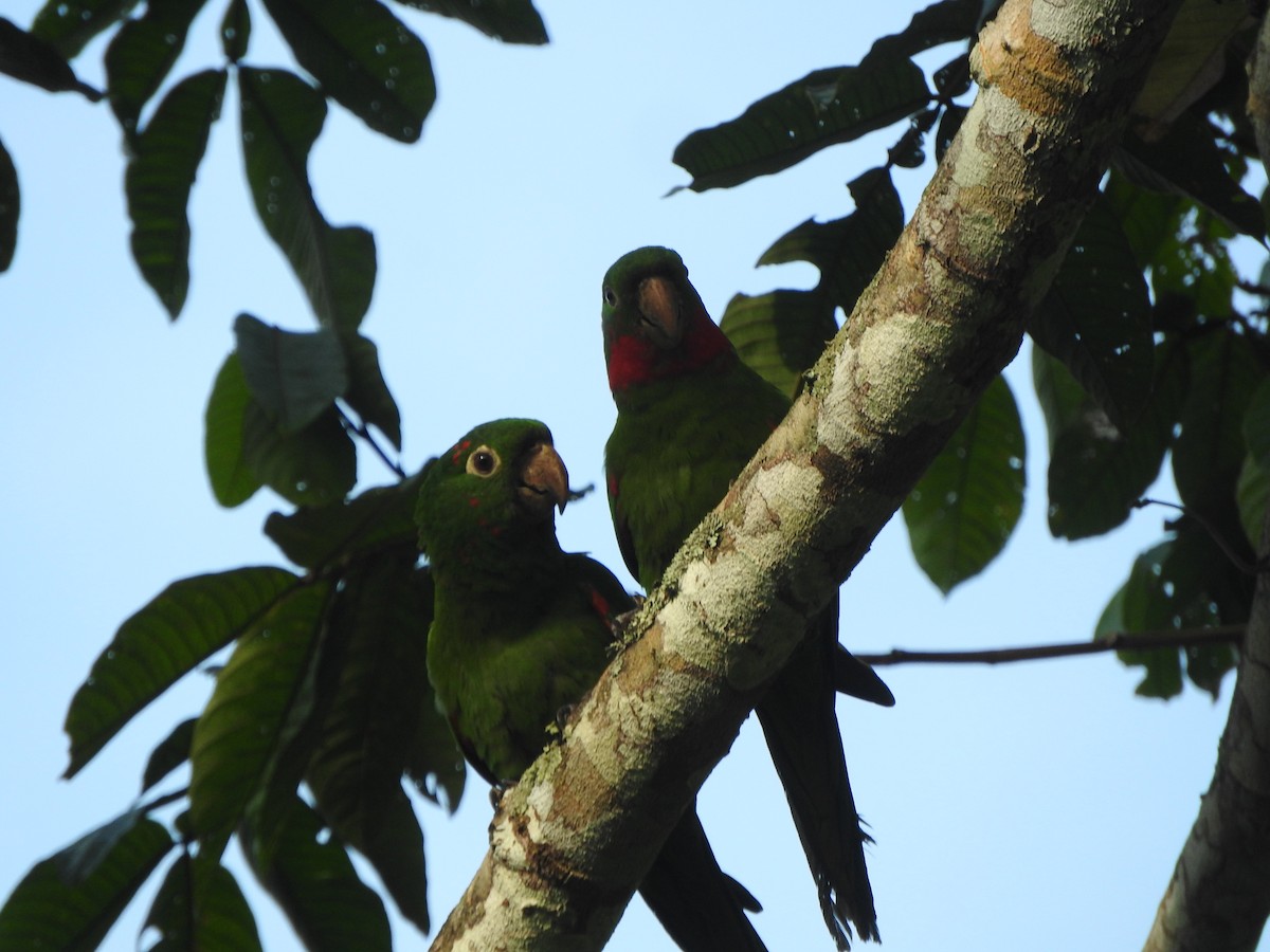 White-eyed Parakeet - ML646495492