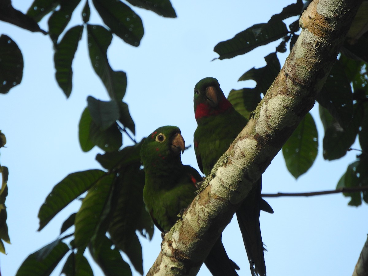 White-eyed Parakeet - ML646495493