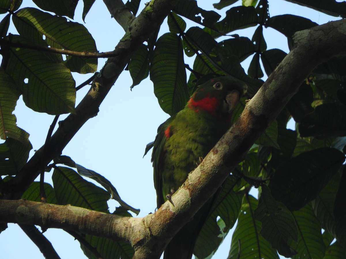 White-eyed Parakeet - ML646495494