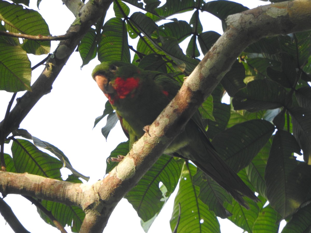 White-eyed Parakeet - ML646495495