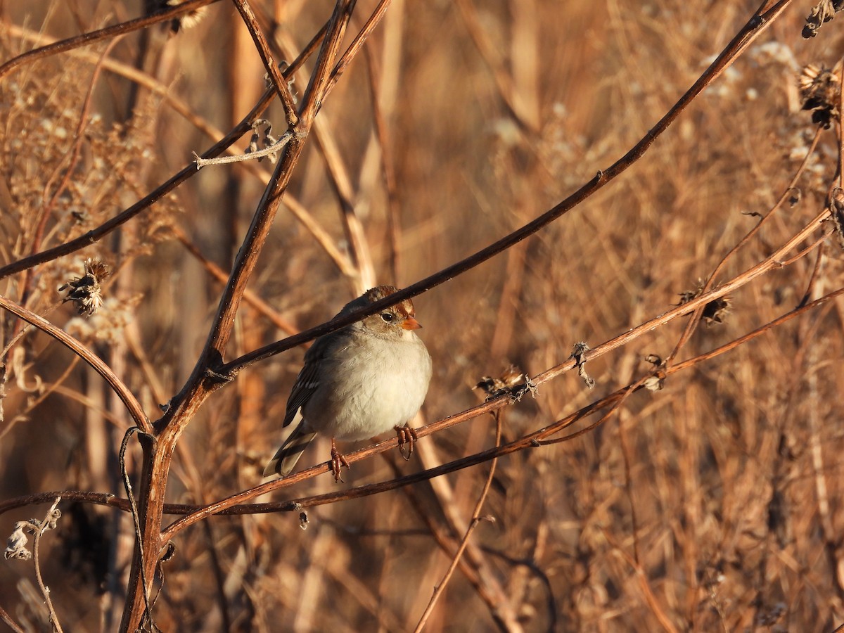 White-crowned Sparrow - ML646495497