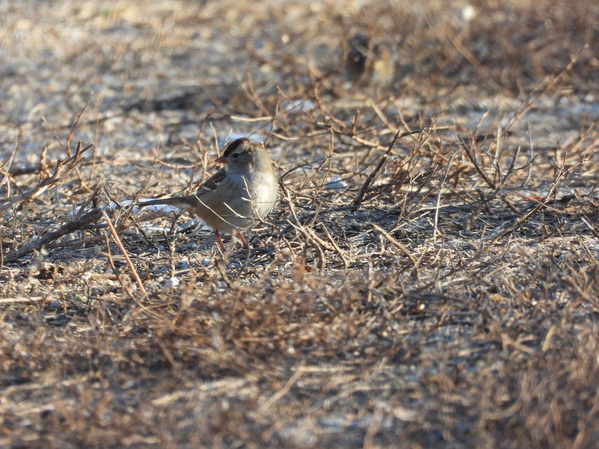 White-crowned Sparrow - ML646495498