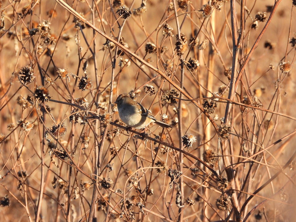 American Tree Sparrow - ML646495499