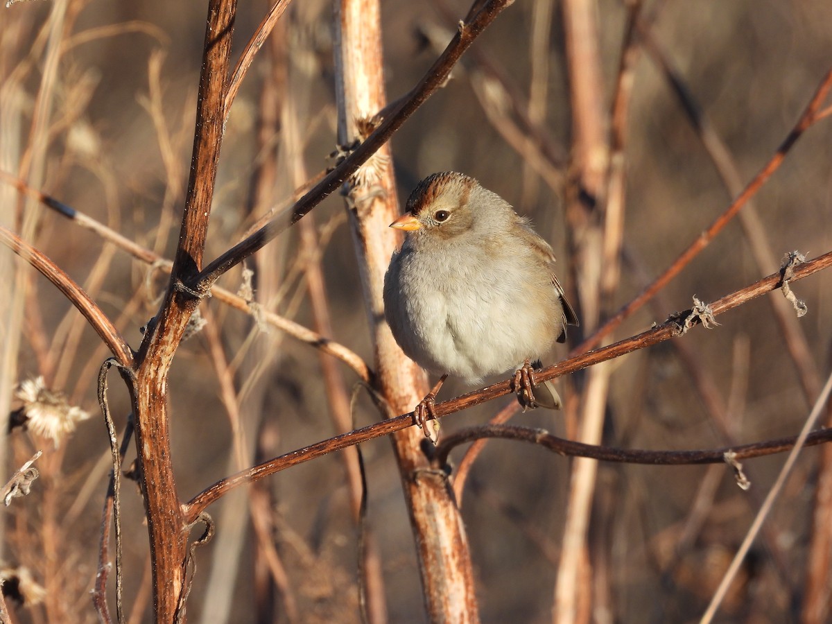 White-crowned Sparrow - ML646495500