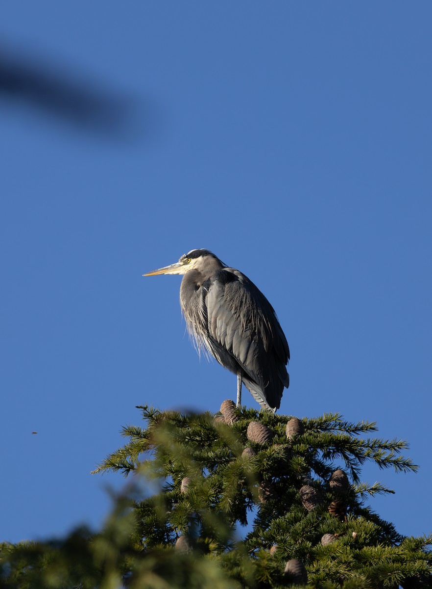 Great Blue Heron - ML646495501