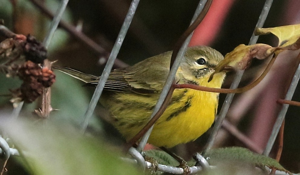 チャスジアメリカムシクイ - ML646495502