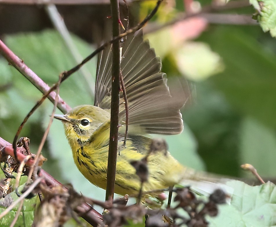 チャスジアメリカムシクイ - ML646495503