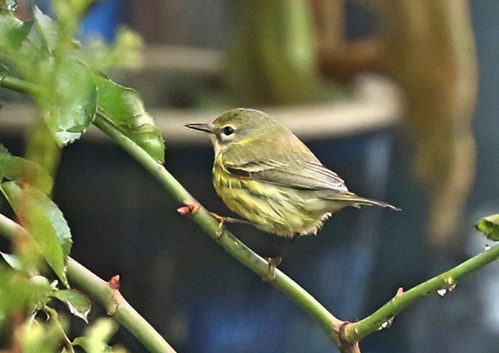 チャスジアメリカムシクイ - ML646495504