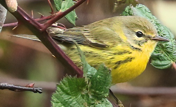 チャスジアメリカムシクイ - ML646495505