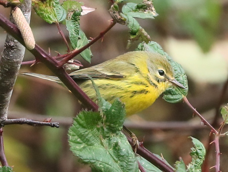 チャスジアメリカムシクイ - ML646495506