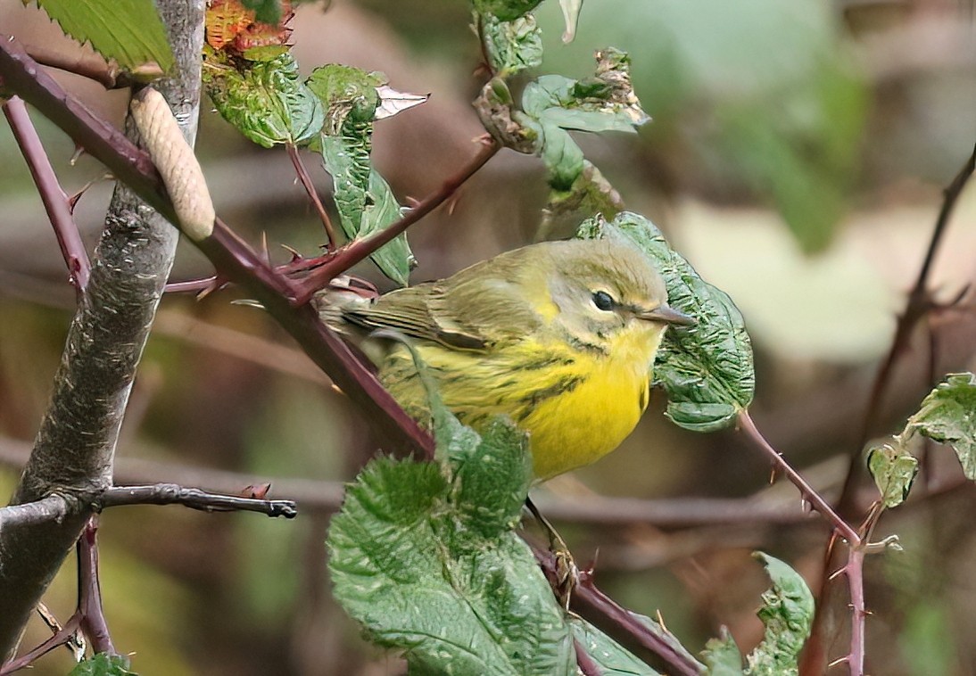 チャスジアメリカムシクイ - ML646495507