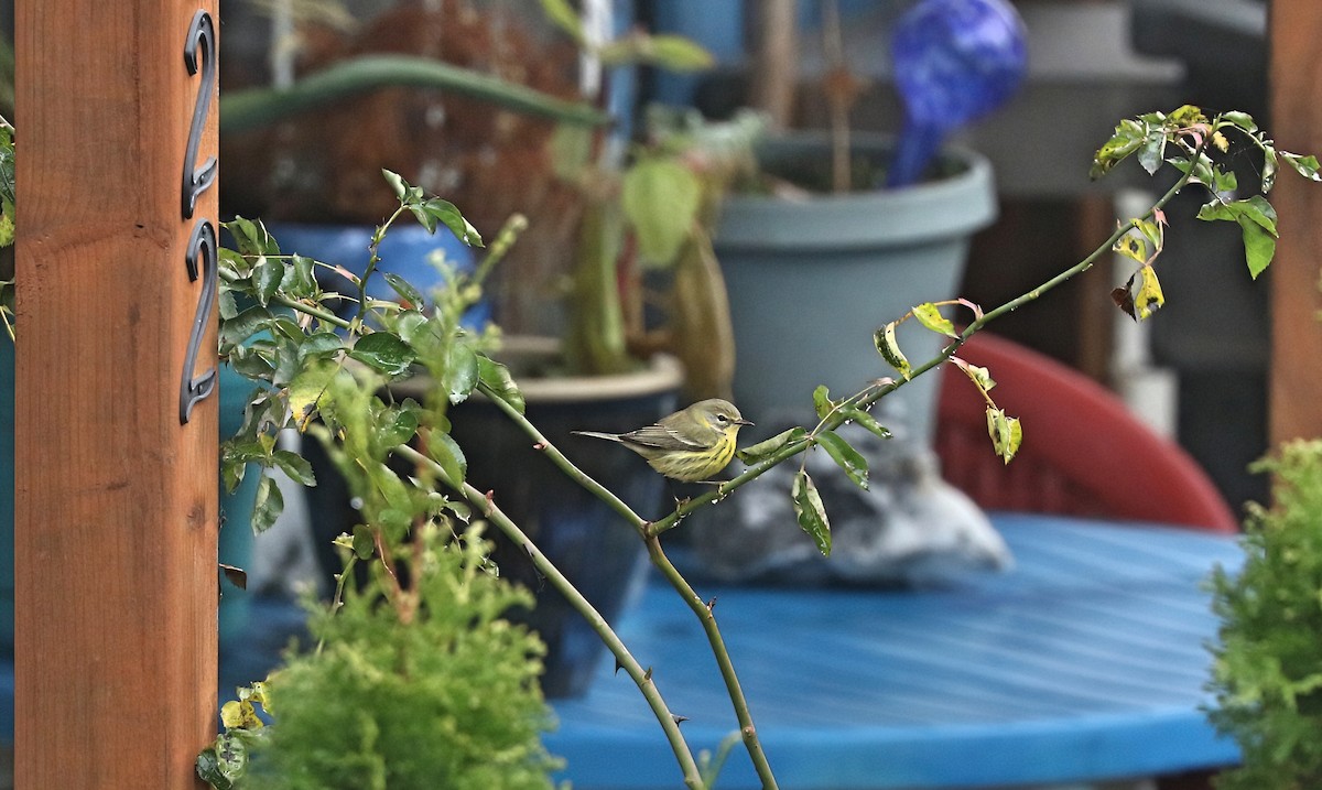 チャスジアメリカムシクイ - ML646495508