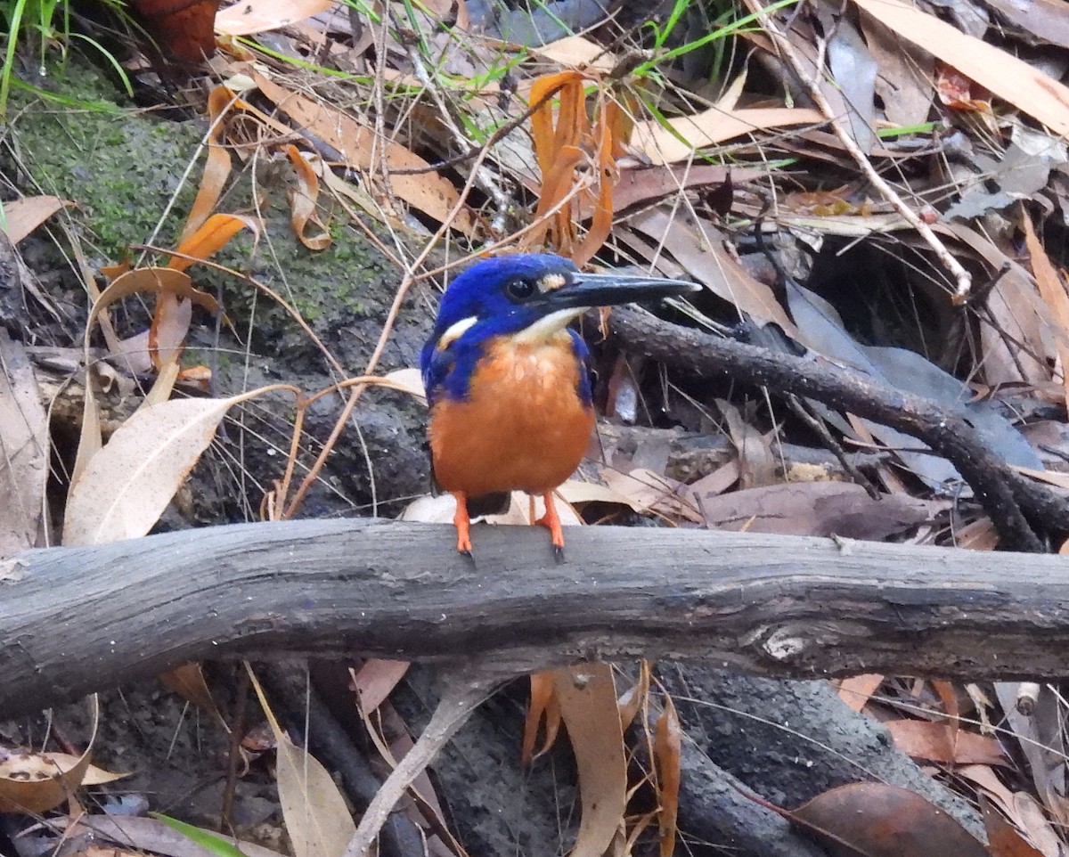Azure Kingfisher - ML646495510