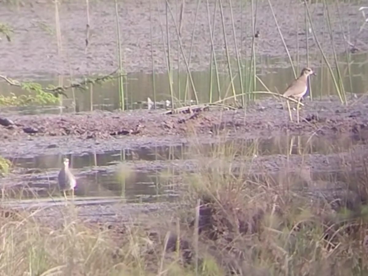 White-tailed Lapwing - ML646495511