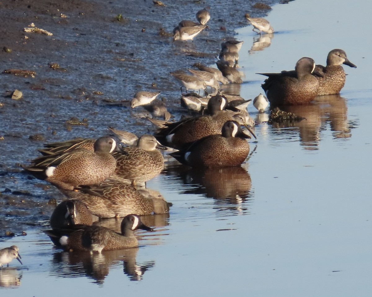 Blue-winged Teal - ML646495514