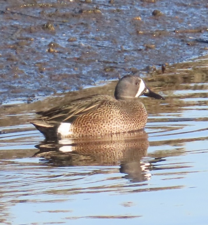Blue-winged Teal - ML646495515
