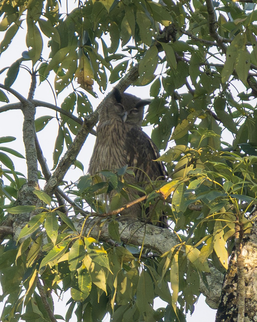 Dusky Eagle-Owl - ML646495519