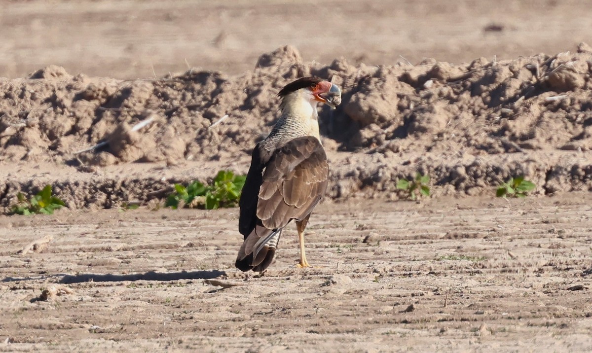 Crested Caracara - ML646495521