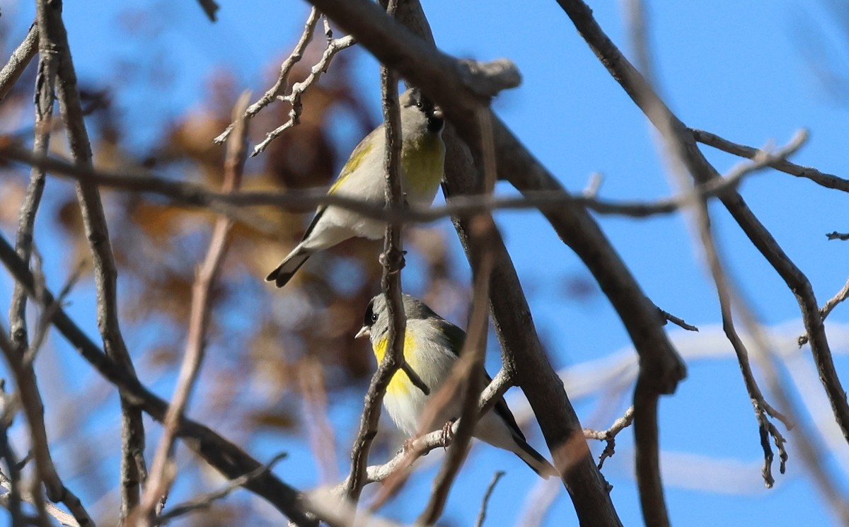 Lawrence's Goldfinch - ML646495523