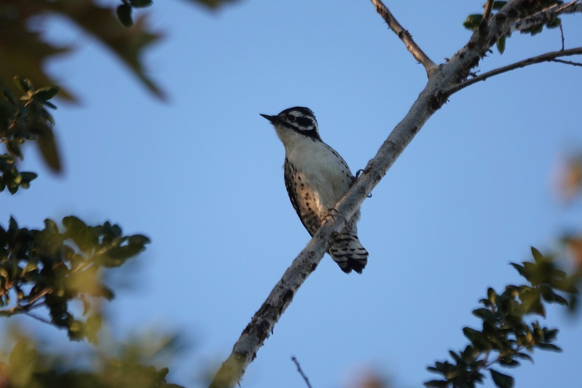 Nuttall's Woodpecker - ML646495527