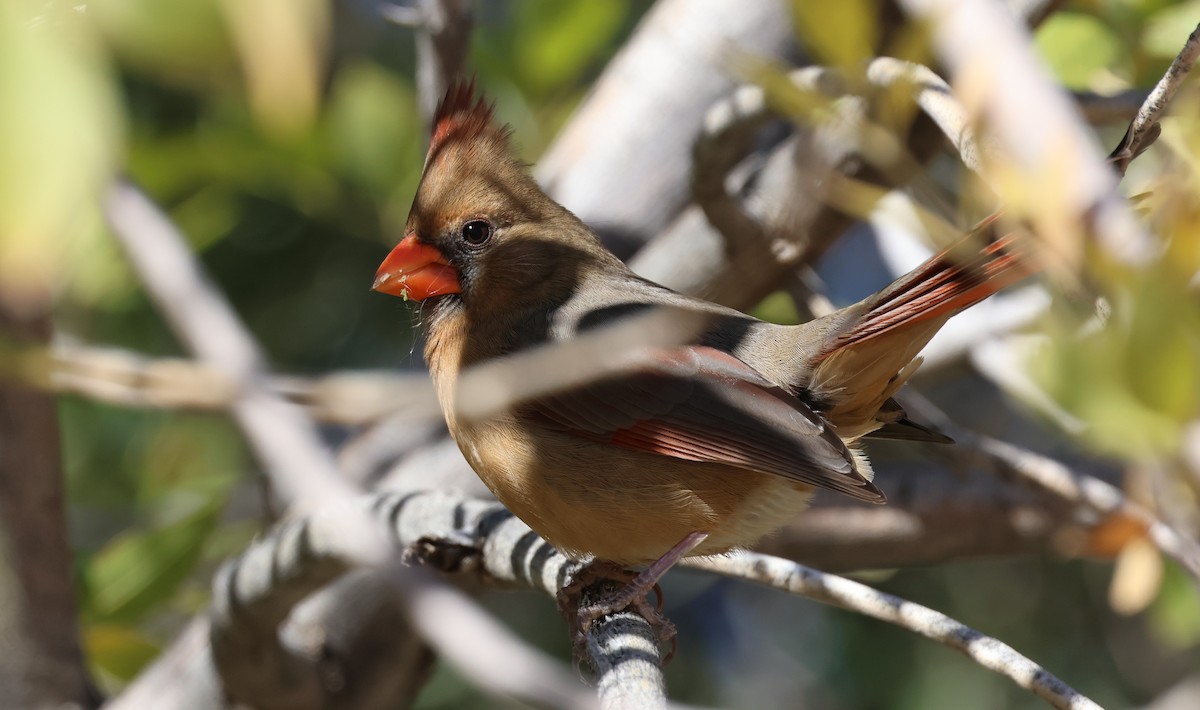 Cardinal rouge - ML646495528