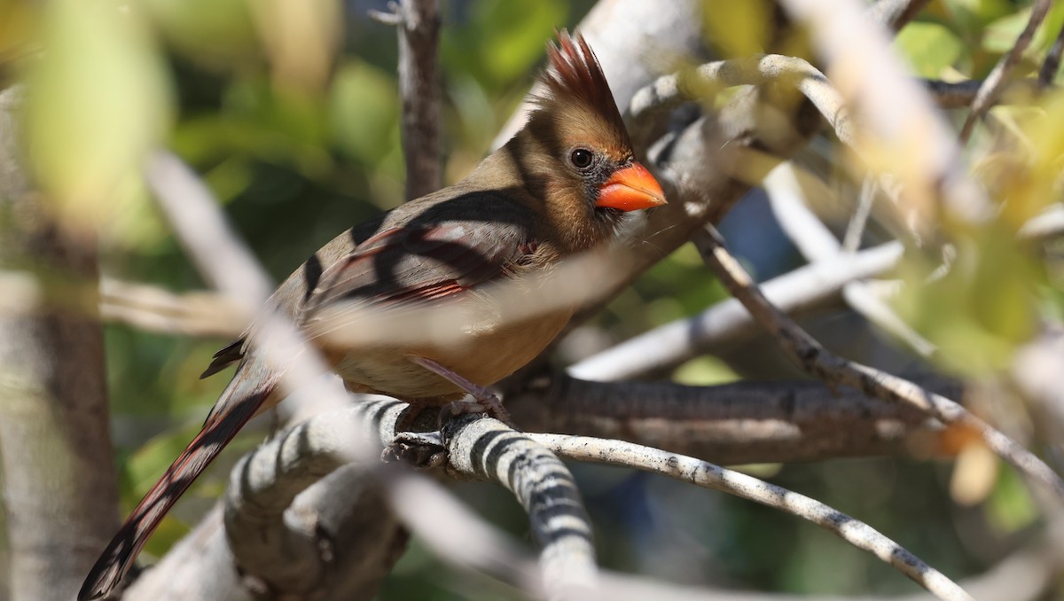 Cardinal rouge - ML646495529