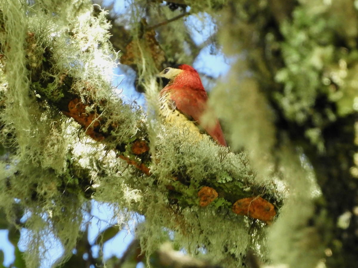 Crimson-mantled Woodpecker - ML646495530