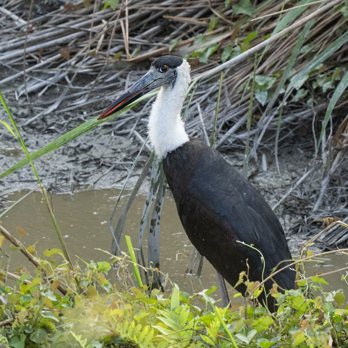 Asian Woolly-necked Stork - ML646495533