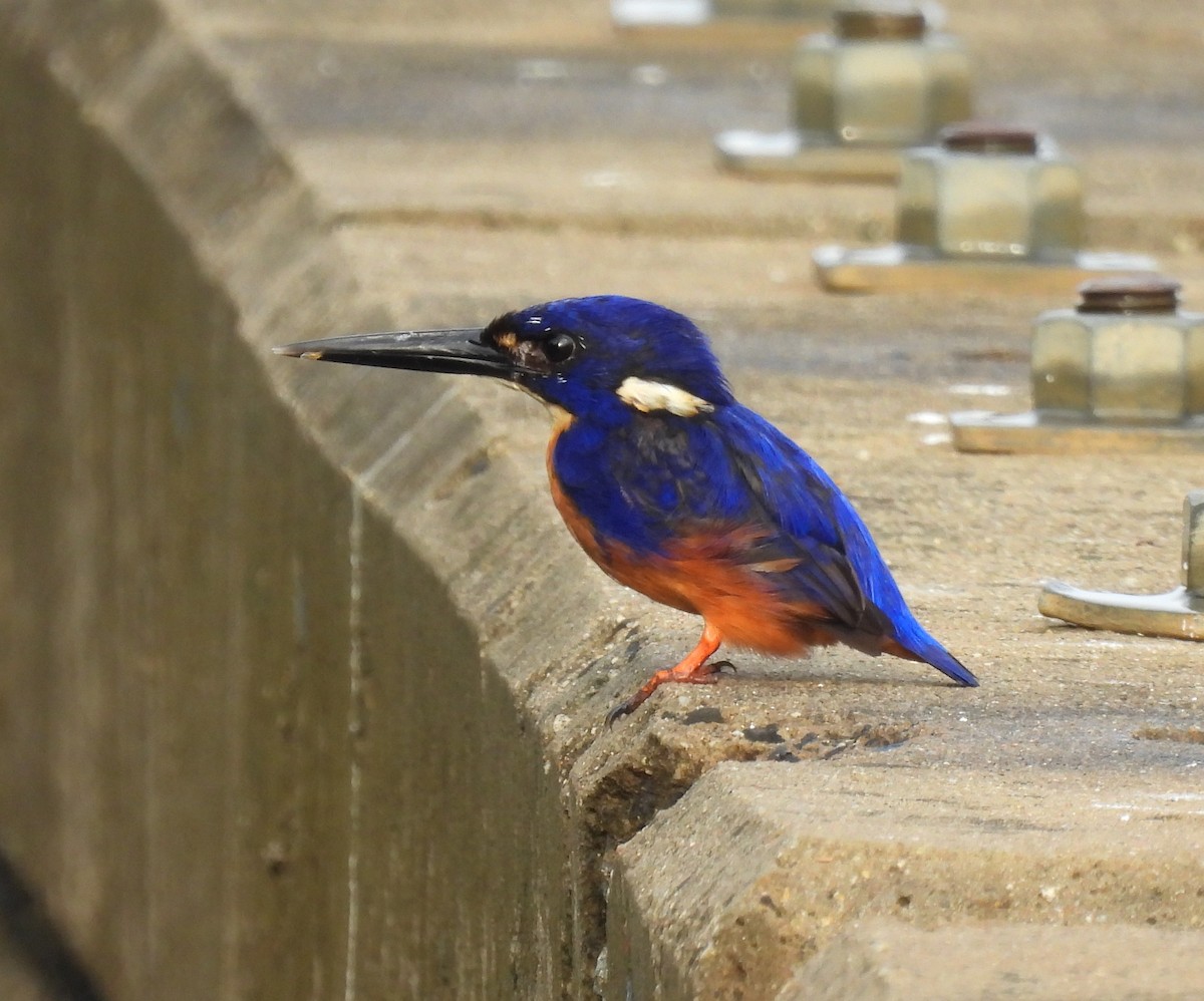 Azure Kingfisher - ML646495534